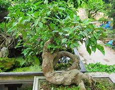 Image result for Cay Sung Nuoc Trieu Đinh Hue