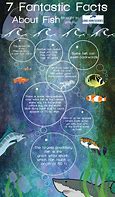 Image result for 7 Facts About Fish