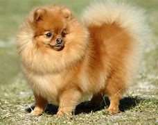 Image result for Small Dogs with Curly Tails