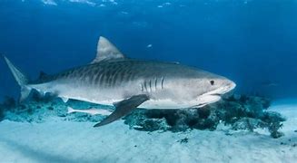 Image result for World's Biggest Tiger Shark