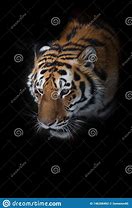 Image result for Siberian Tiger Winter