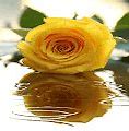 Image result for Yellow Rose Wallpaper for Laptop