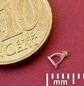 Image result for Smallest Bone in Human Body