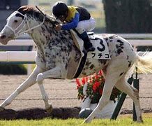 Image result for White Thoroughbred Horse Racing