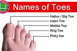 Image result for Foot Toes Names
