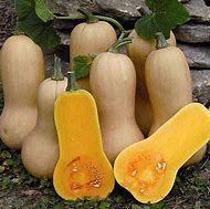 Image result for Bell-Shaped Squash