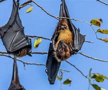 Image result for Giant Fruit Bat