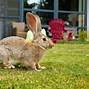 Image result for Welsh Giant Rabbit
