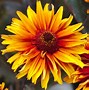 Image result for Heliopsis Funky Spinner