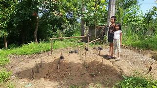 Image result for Vegetable Farm Philippines