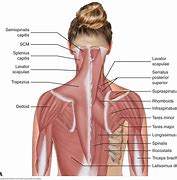 Image result for Cervical Neck Muscles Anatomy
