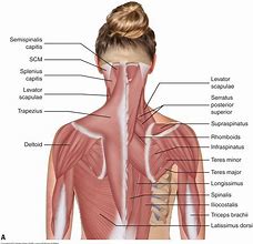 Image result for Cervical Spine Muscle Anatomy