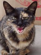 Image result for Calico Cat Hissing