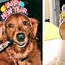 Image result for Happy New Year Puppies
