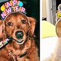 Image result for Dogs Celebrating New Year's