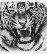 Image result for Tiger Sketch Images