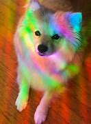 Image result for Rainbow Dog Meme Cool