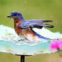 Image result for Bird Houses in Bird Bath Meme