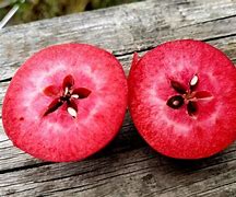 Image result for Almata Red Flesh Apple