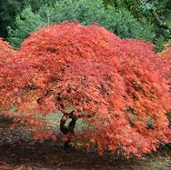 Image result for Acer palmatum 