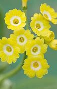 Image result for Primula auricula Honey