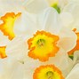 Image result for Narcissus Roulette