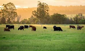 Image result for Cattle Farm