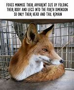 Image result for Fun Animal Facts Meme