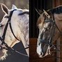 Image result for Types of Horse Bits and Their Uses