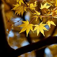 Image result for Maple Leaf iPhone Wallpaper