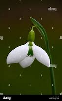 Image result for Galanthus Clare Blakeway-Phillips
