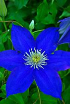 Image result for Blue Clematis Bouquet Fresh Cut