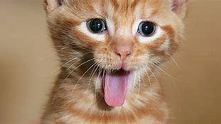 Image result for Happy Meow