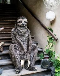 Image result for Real Life Sloths in Halloween Costumes