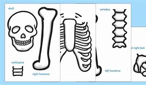 Image result for Twinkl Skeleton Cut Out