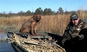 Image result for Waterfowl Hunting Retriever