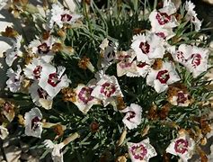 Dianthus gratianopolitanus India Star ® に対する画像結果