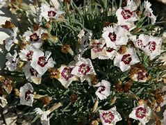 Image result for Dianthus gratianopolitanus Starry Eyes