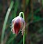 Image result for calochortus