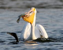 Image result for Pelican with Fish