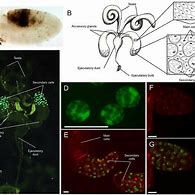 Image result for Drosophila Accessory Glands Main and Secondary Cells