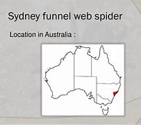 Image result for Sydney Funnel Web Spider Map