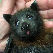 Image result for Doggo Meme with a Bat