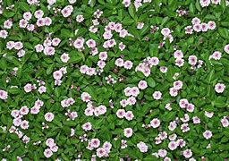 Image result for Phyla nodiflora