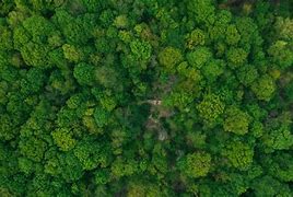Image result for Aerial Trees