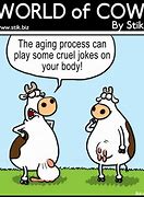 Image result for Cow Birthday Card