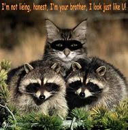Image result for Raccoon Cat Meme