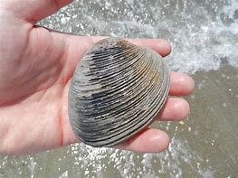 Image result for Quahog Clam