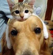 Image result for Cat and Dog Hug