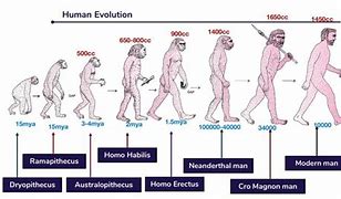 Image result for Timeline of Human Evolution Over a Year Chart